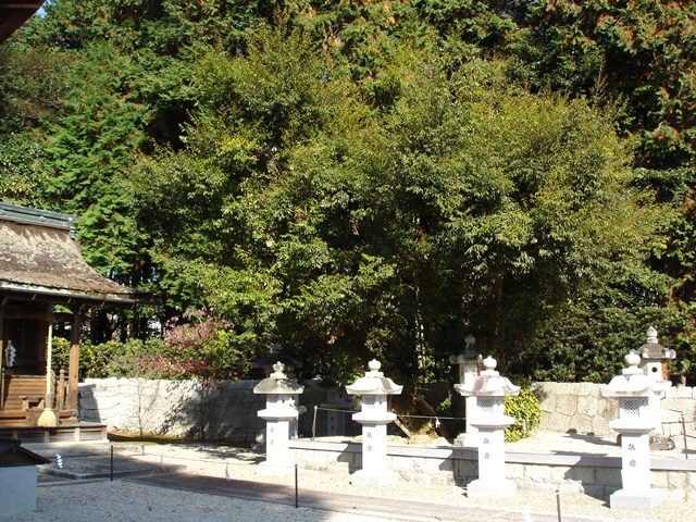 神田神社の御神木